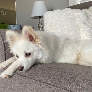 Meet your Posher, Steve